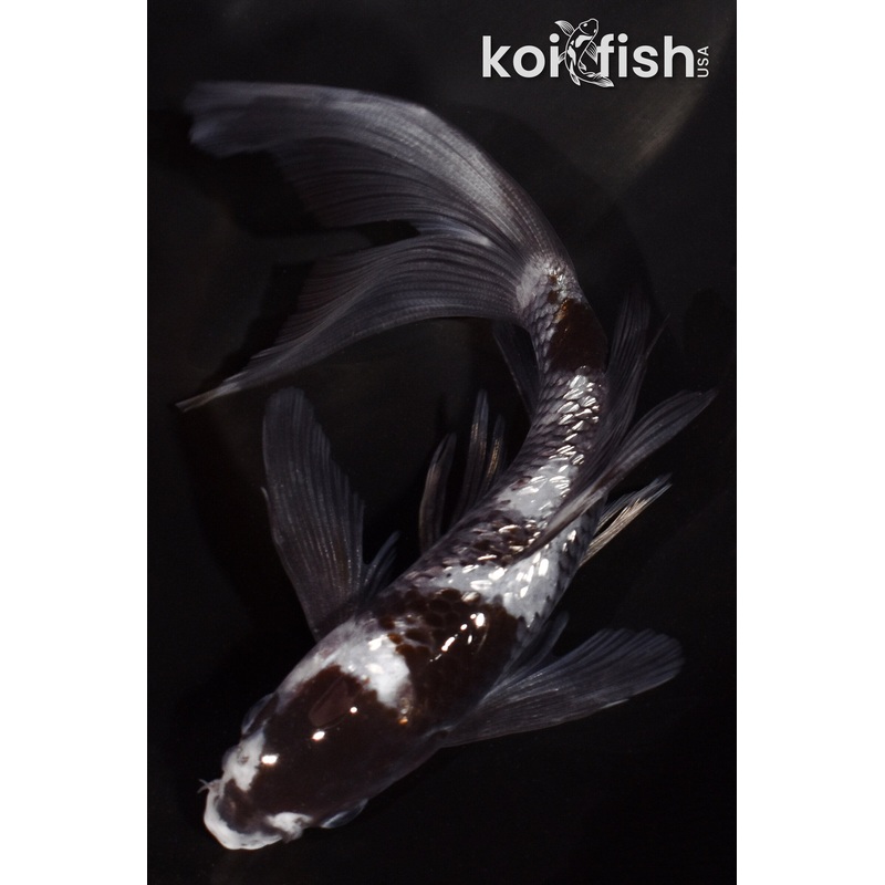 5.75" GINRIN OCHIBA UTSURI BUTTERFLY