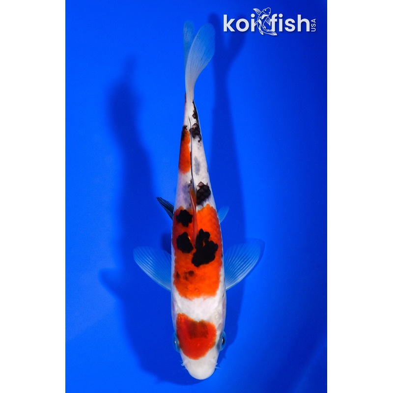 5.75" MARUTEN SANKE