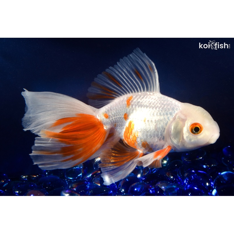 5.75" ORANDA GOLDFISH