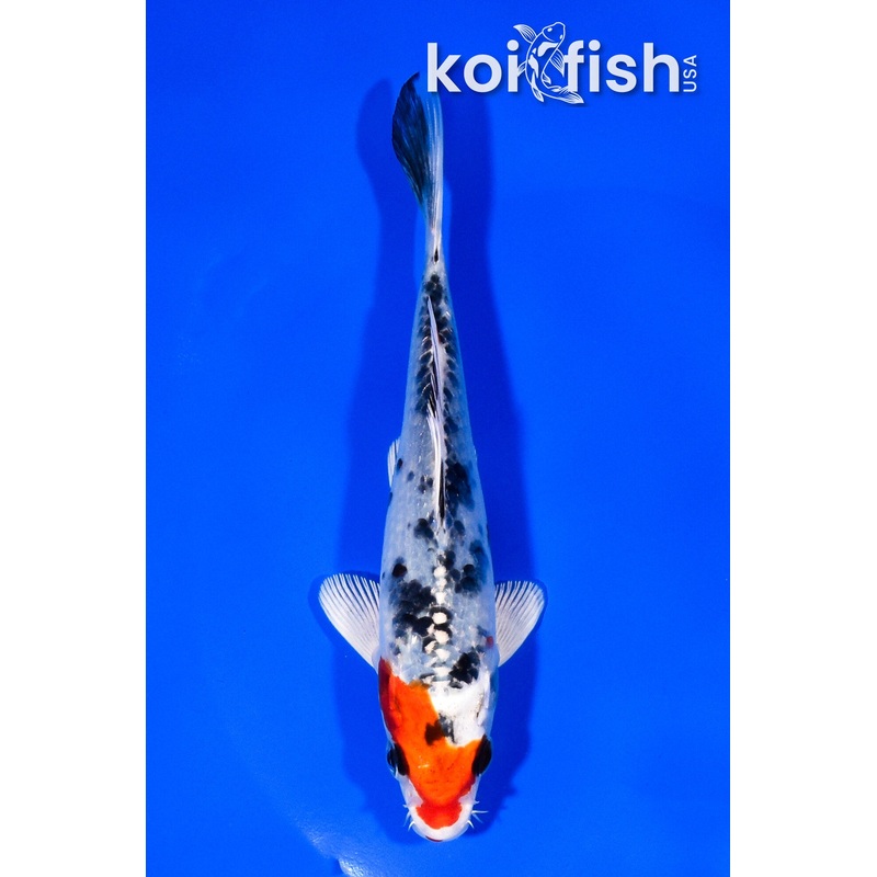 5.75" YAMATO NISHIKI