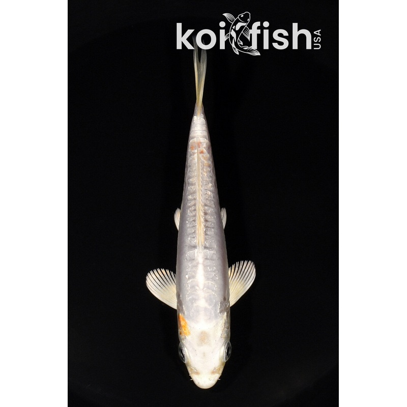 5" DOITSU HARIWAKE