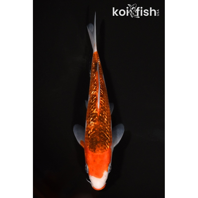 6.25" GINRIN KUCHIBENI GOROMO