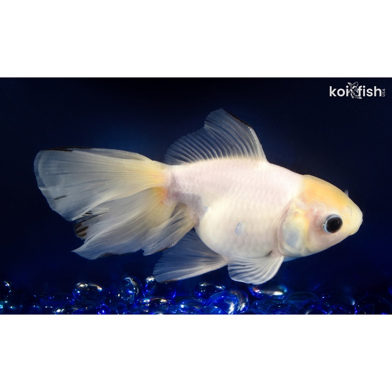 6.25" ORANDA GOLDFISH