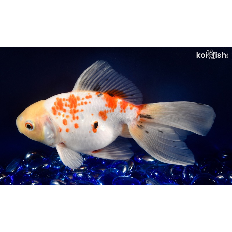 6.25" RYUKIN GOLDFISH