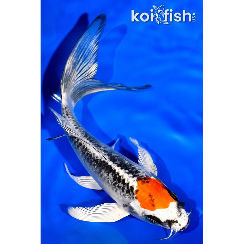 6.25" TANCHO KUJAKU