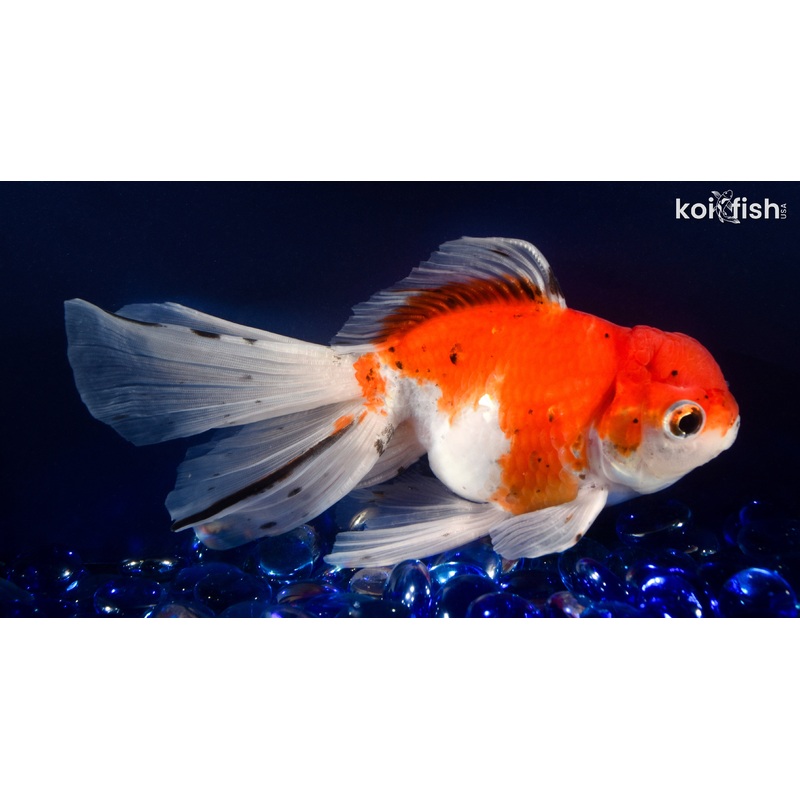6.5" CALICO ORANDA GOLDFISH