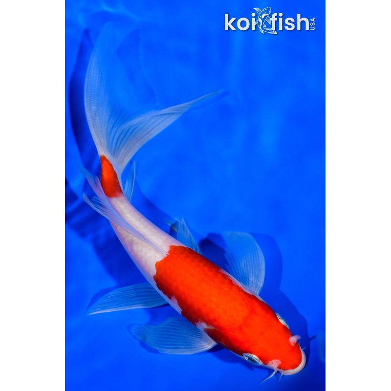 6.5" NIDAN KOHAKU BUTTERFLY