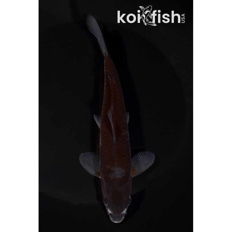 6.5" OCHIBA SHIGURE