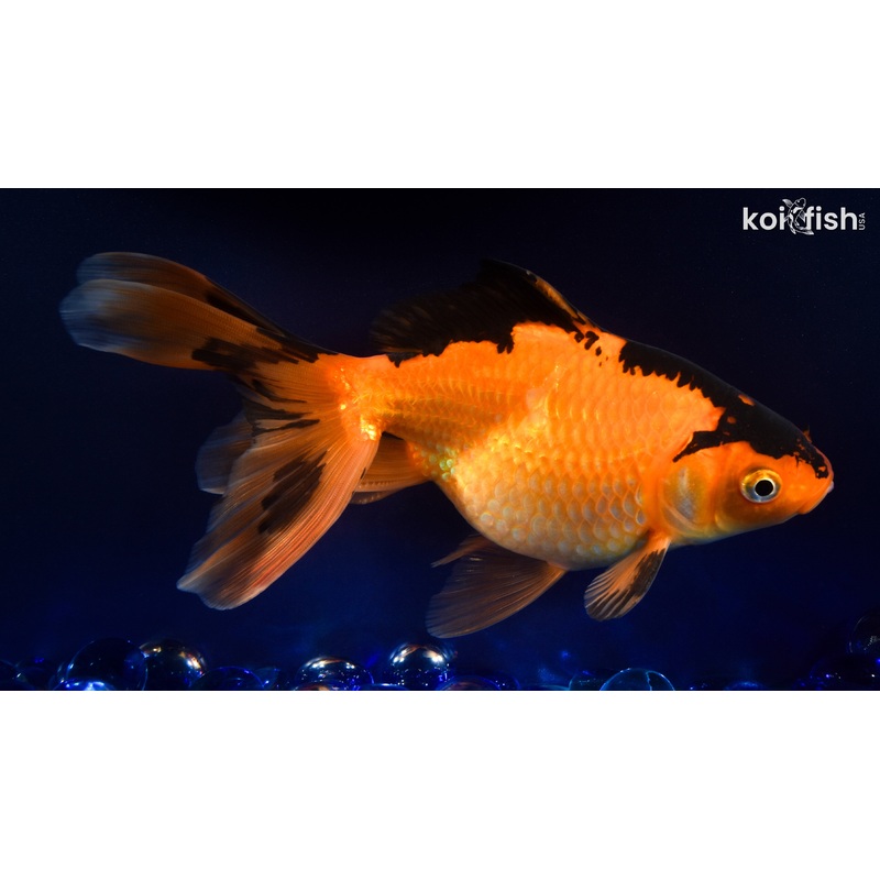6.5" RYUKIN GOLDFISH