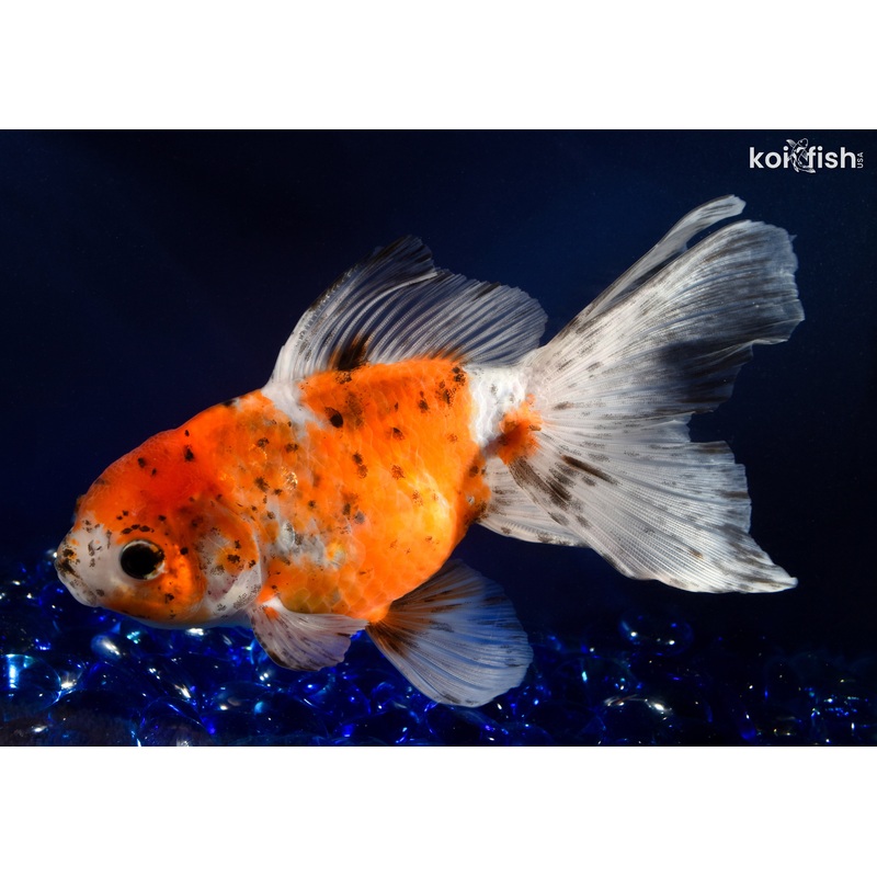 6.75" CALICO ORANDA GOLDFISH