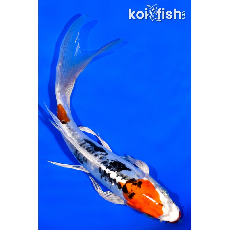 6.75" KUCHIBENI HEISEI NISHIKI BUTTERFLY