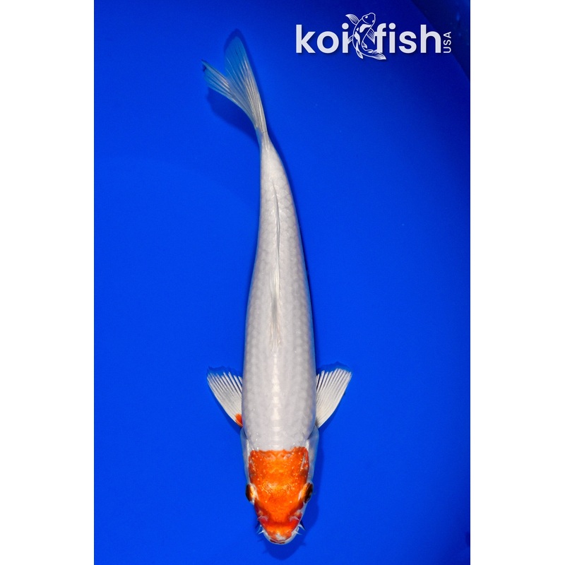 6.75" MARUTEN HARIWAKE