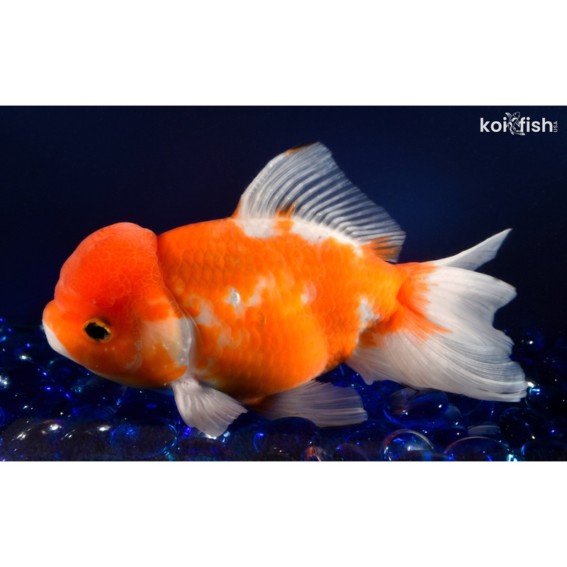 6.75" ORANDA GOLDFISH