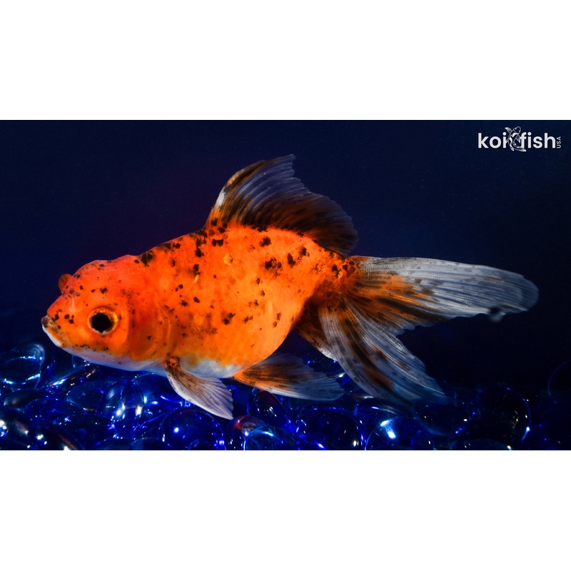 6" CALICO ORANDA GOLDFISH