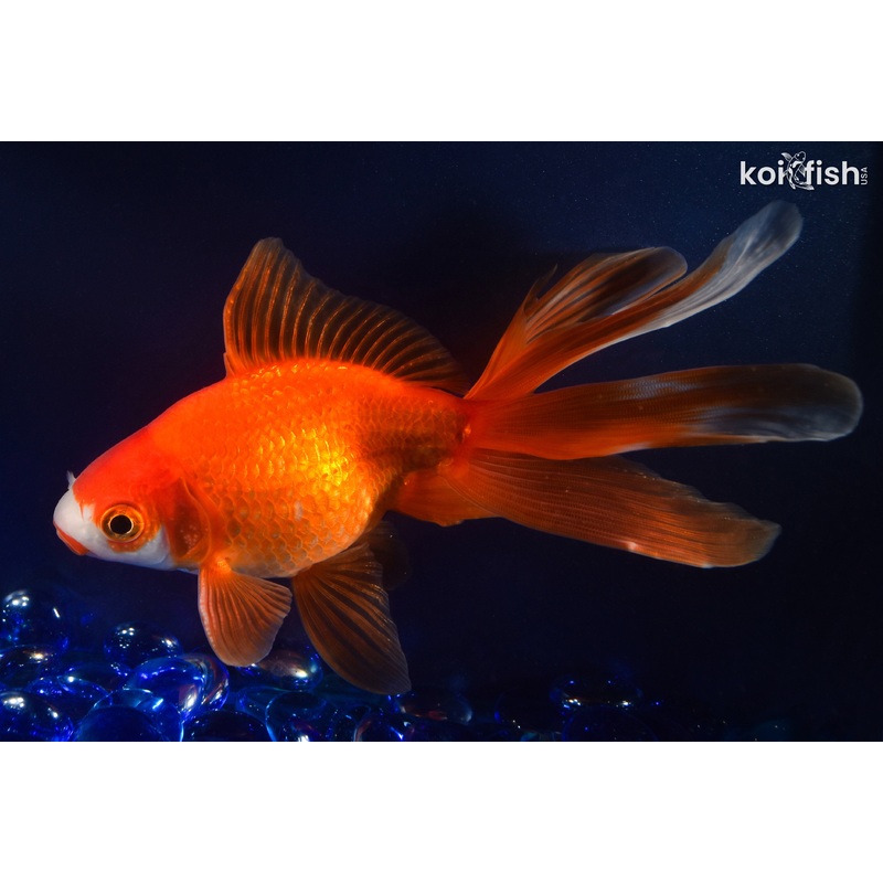 6" FANTAIL GOLDFISH