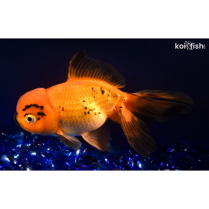 6" ORANDA GOLDFISH