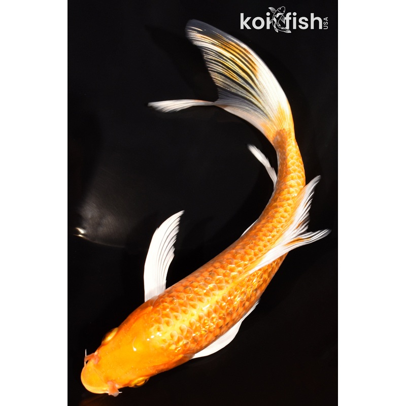 7.25" GINRIN ORENJI OGON BUTTERFLY