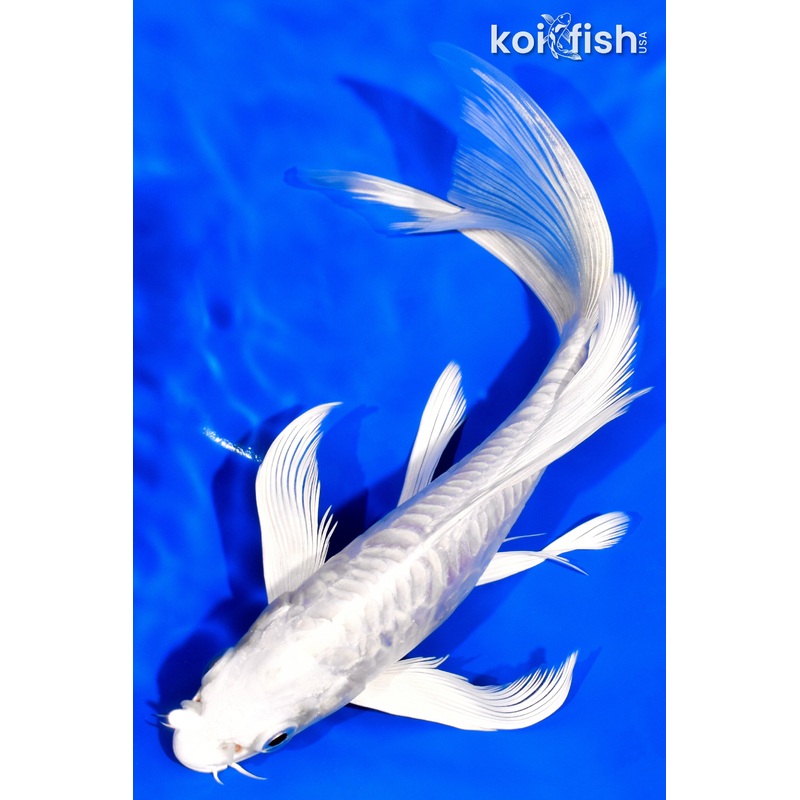 7.5" ARMOR SCALED DOITSU PLATINUM OGON BUTTERFLY