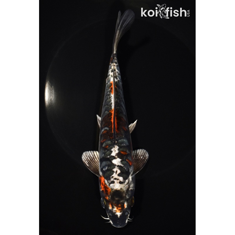 7.5" BENI KIKOKURYU