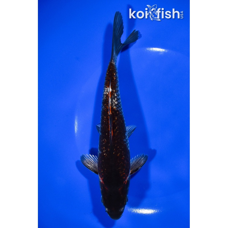 7.5" GINRIN BENI GINGA