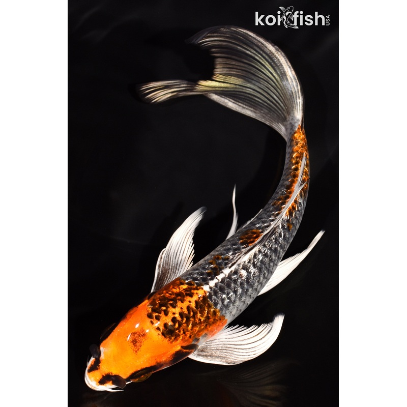 7.5" GINRIN BENI GINGA BUTTERFLY
