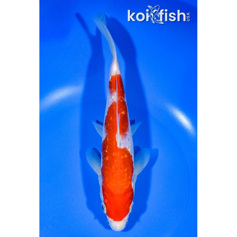 7.5" GINRIN KOHAKU