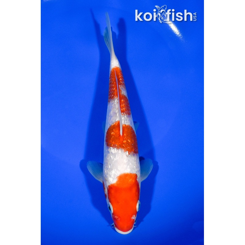 7.5" GINRIN SANDAN KOHAKU