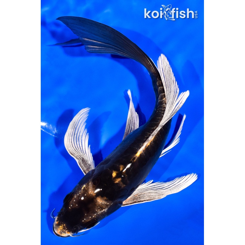 7.5" KABUTO BUTTERFLY