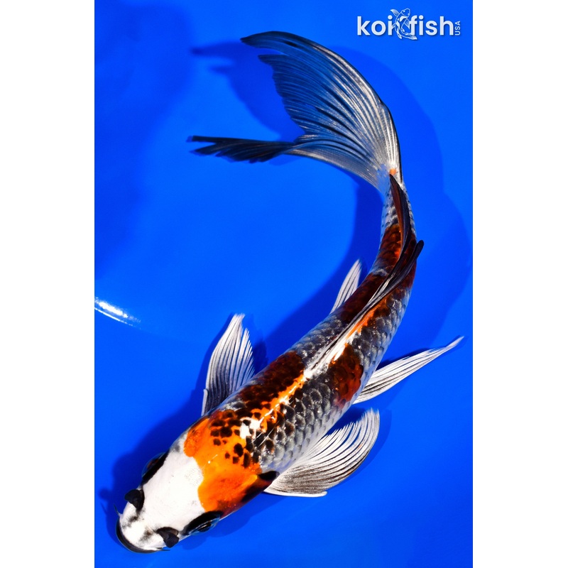7.5" KUJAU BUTTERFLY