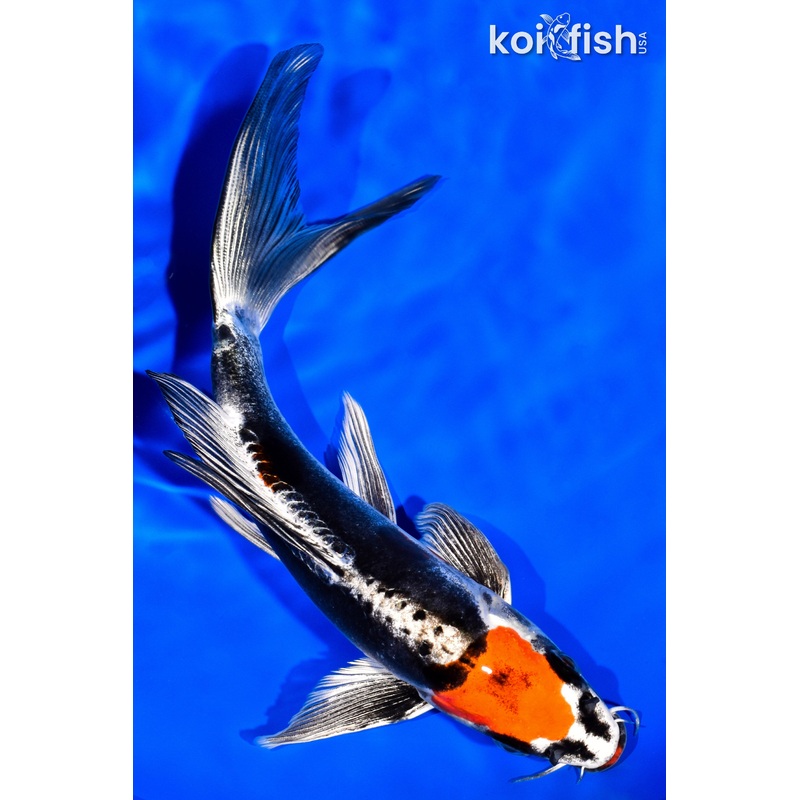 7.5" MARUTEN BENI KIKOKURYU BUTTERFLY