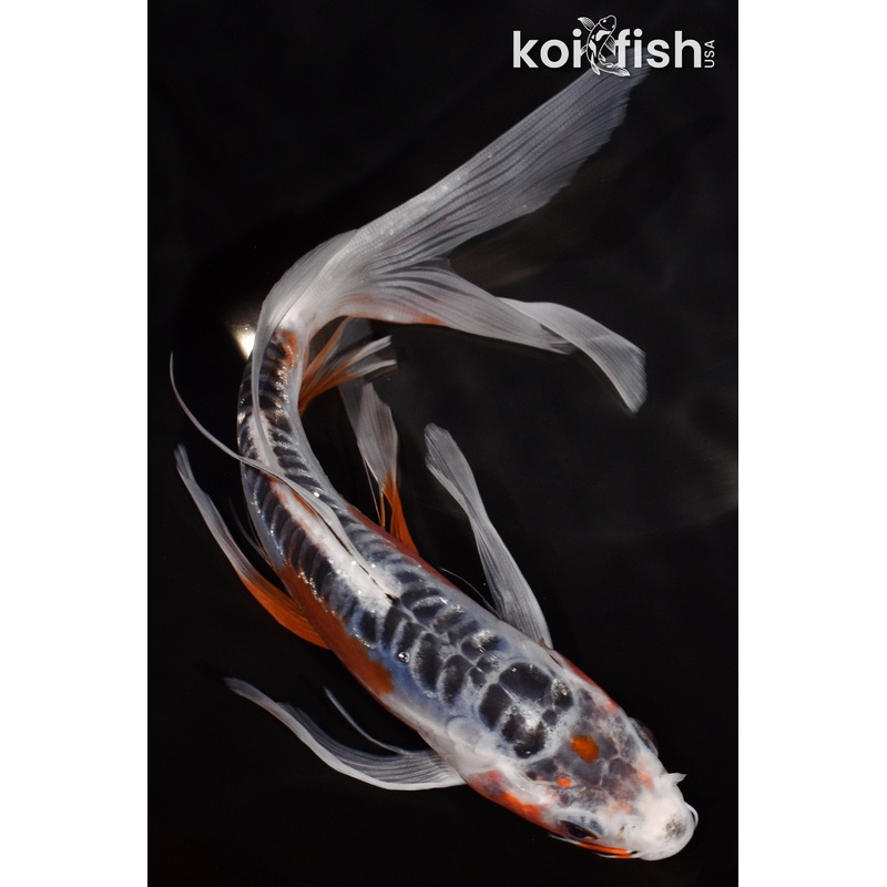 7.5" SHUSUI BUTTERFLY