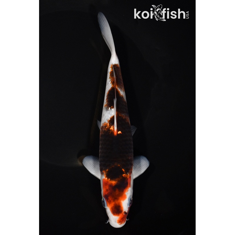 7.75" GINRIN GOROMO