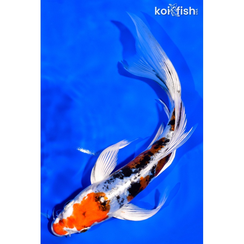 7.75" HEISEI NISHIKI BUTTERFLY
