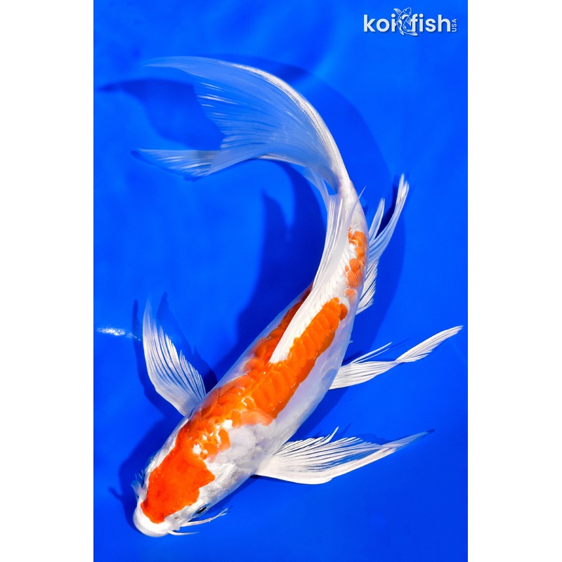 7.75" KIKUSUI BUTTERFLY