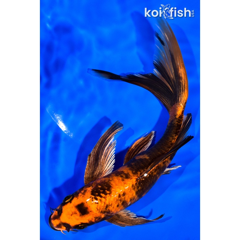 7.75" KIN HI UTSURI BUTTERFLY