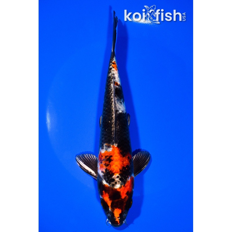 7.75" KIN SHOWA
