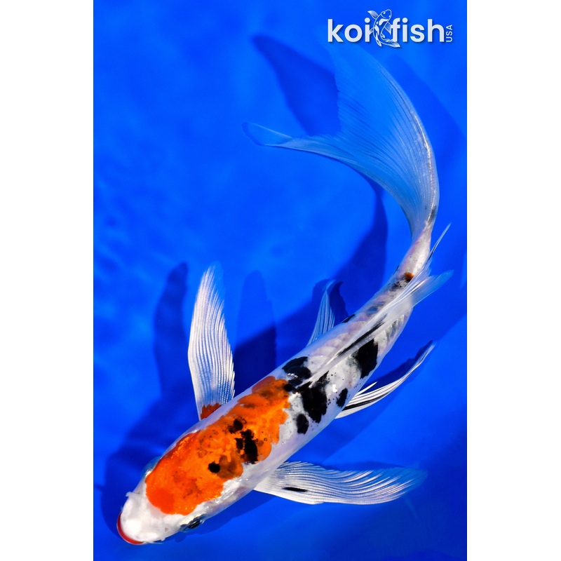 7.75" KUCHIBENI HEISEI NISHIKI BUTTERFLY