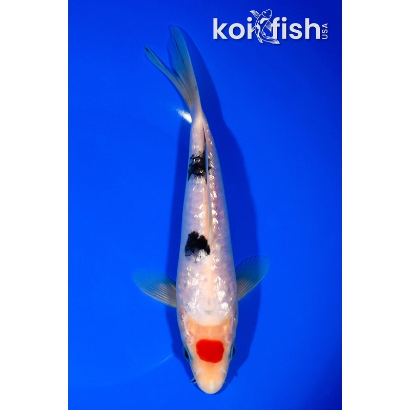 7.75" TANCHO GINRIN SANKE