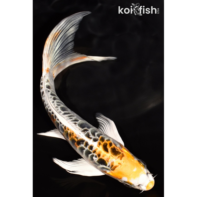 7" DOITSU KUJAKU BUTTERFLY