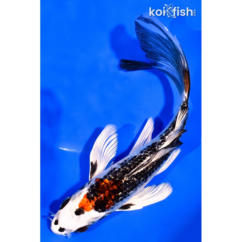 7" GINRIN BENI GINGA BUTTERFLY