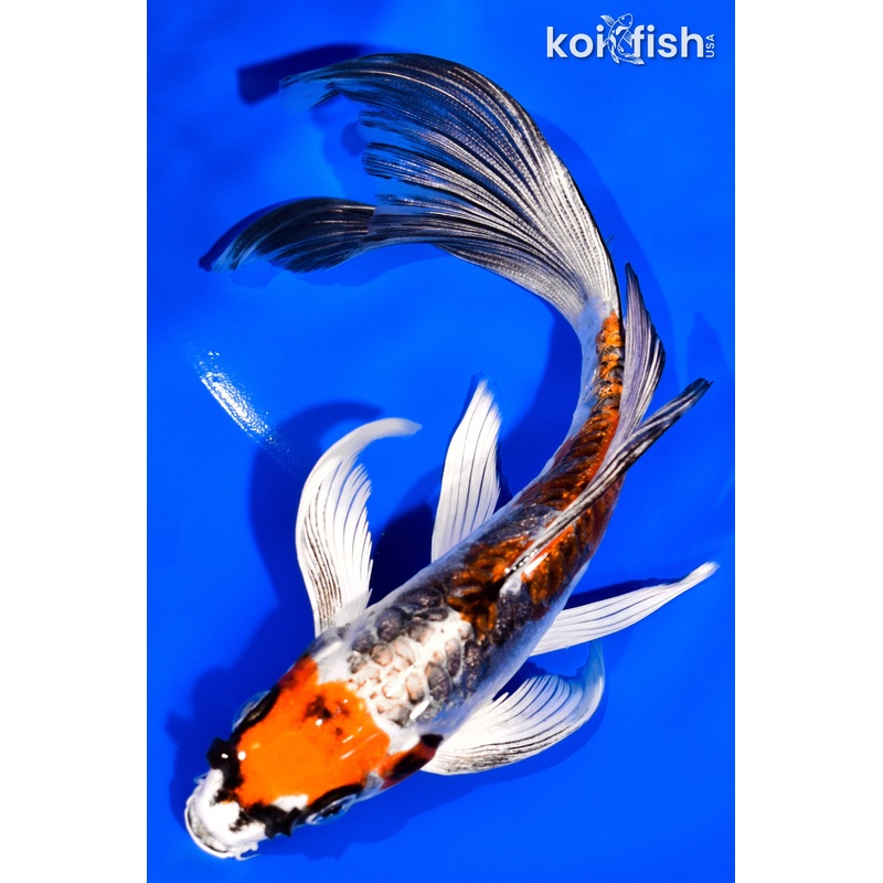 7" GINRIN BENI KIKOKURYU BUTTERFLY