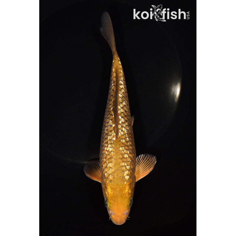 7" GINRIN CHAGOI