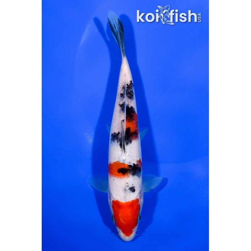 7" MARUTEN SANKE