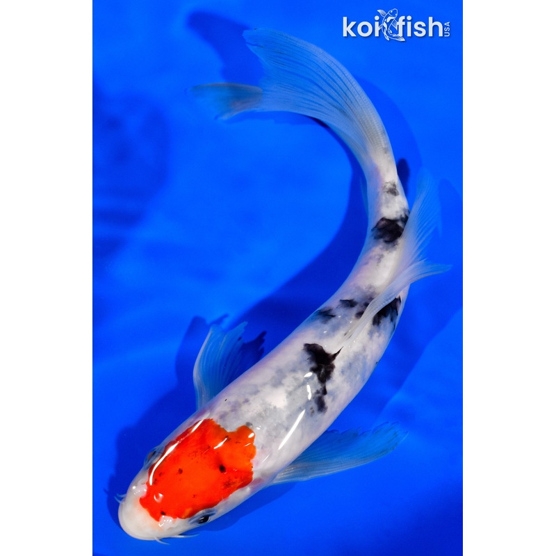 7" TANCHO SANKE BUTTERFLY