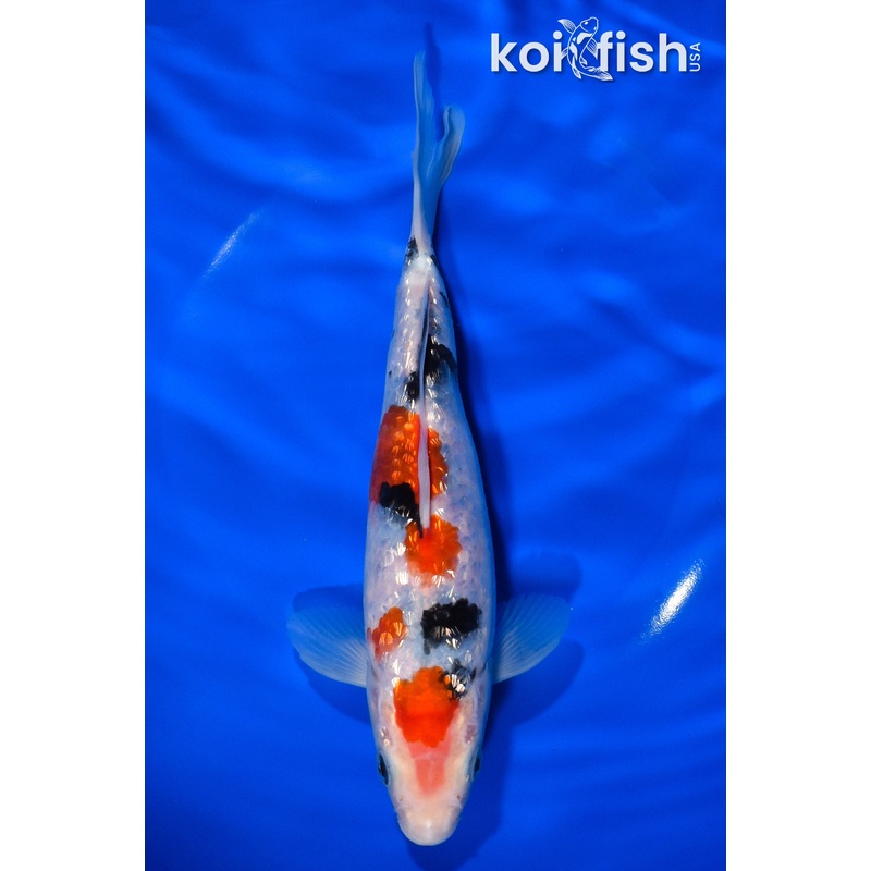 8.25" GINRIN MARUTEN SANKE