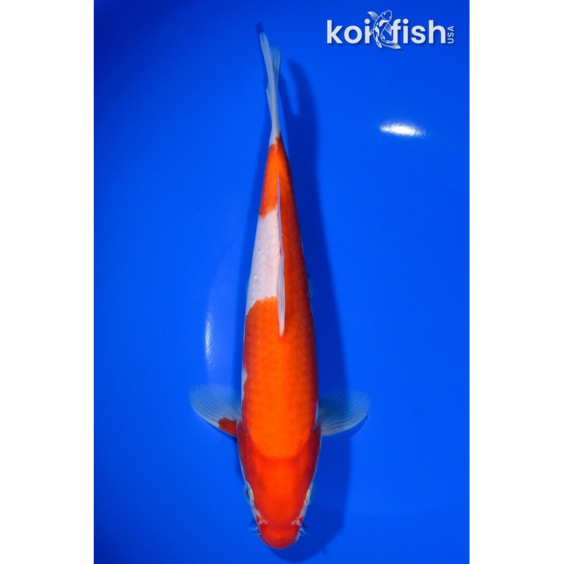 8.25" KOHAKU