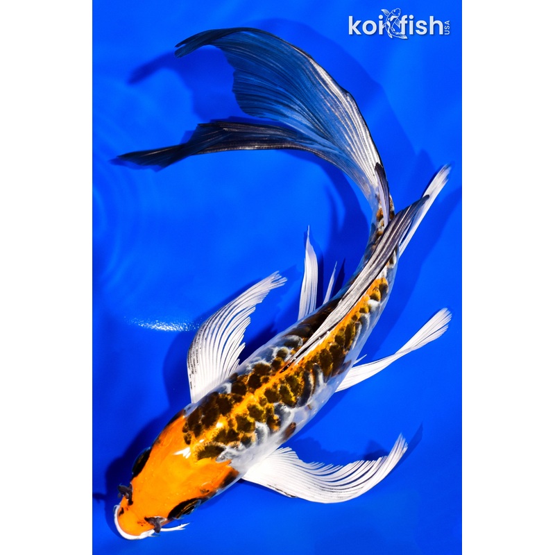 8.5" DOITSU KUJAKU BUTTERFLY