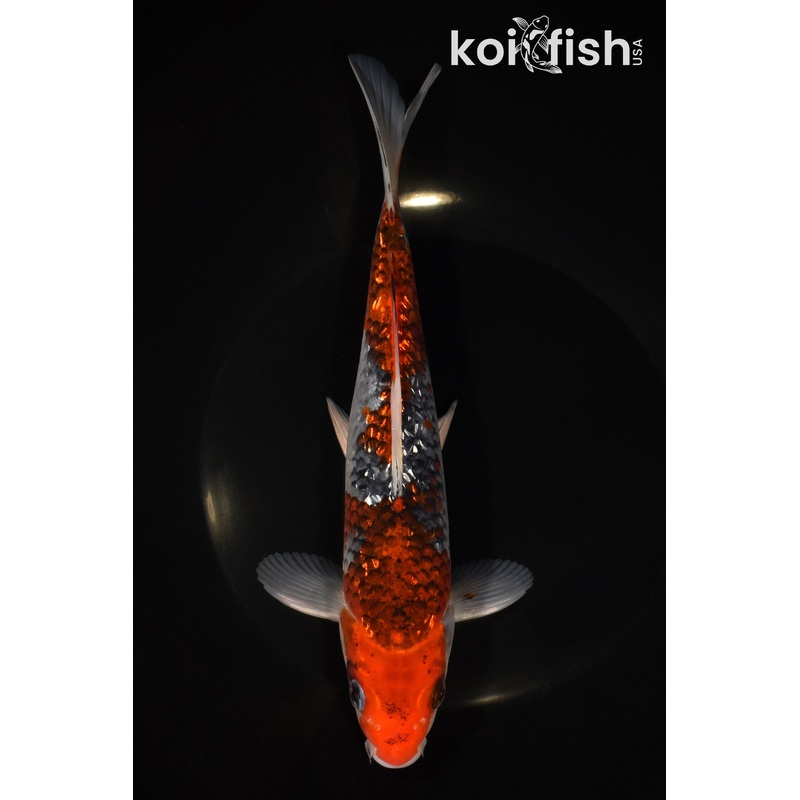8.5" GINRIN GOSHIKI