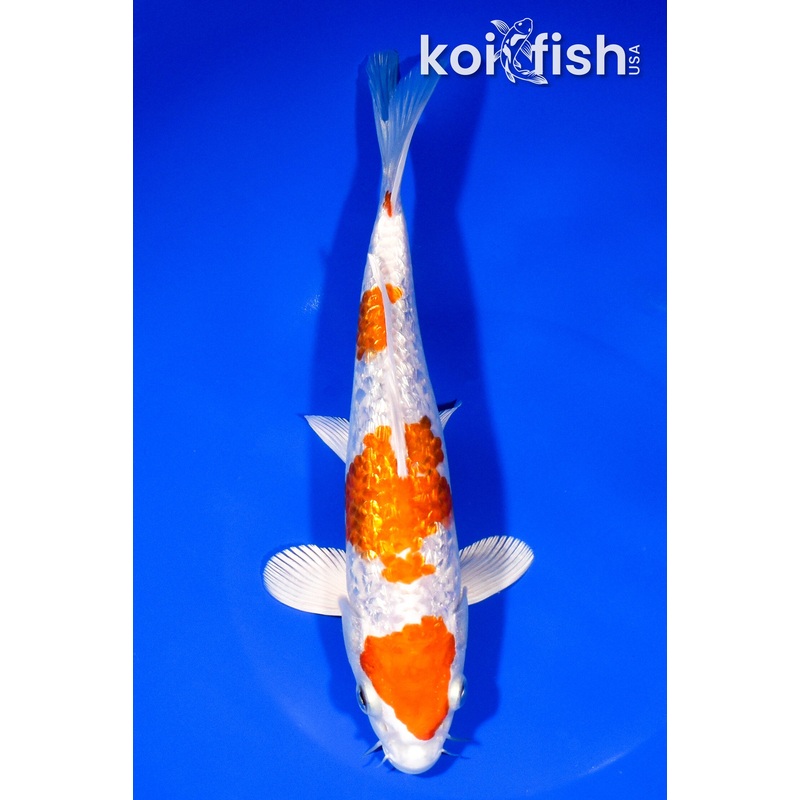 8.5" GINRIN HARIWAKE