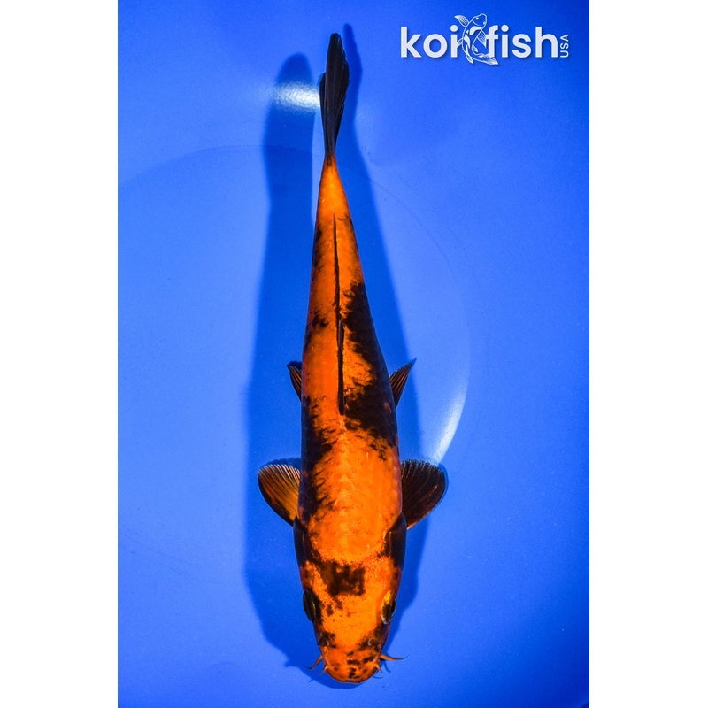 8.5" KIN HI UTSURI